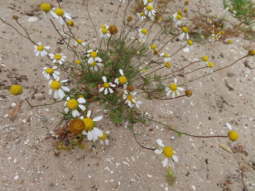 Salt Stinkweed (Oncosiphon africanus)