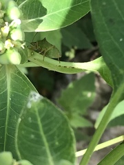 Euschistus