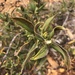 photo of Black Sage (Salvia mellifera)
