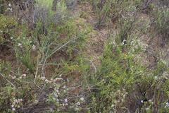 Aspalathus acuminata acuminata