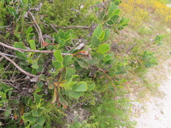 Limonium peregrinum