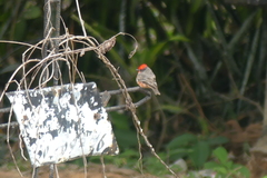 Pyrocephalus rubinus