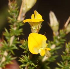 Aspalathus acuminata acuminata