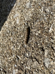 Lepidoptera