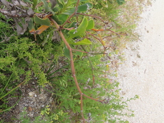 Limonium peregrinum