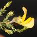 Aspalathus acuminata - Photo 由 Brian du Preez 所上傳的 (c) Brian du Preez，保留部份權利CC BY-SA