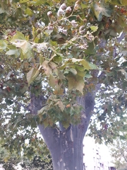 Magnoliopsida