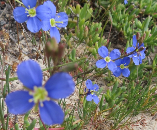 Image of Heliophila arenaria by (c) linkie, some rights reserved (CC BY)