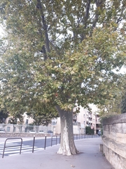 Magnoliopsida