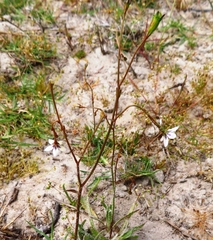 Wahlenbergia androsacea