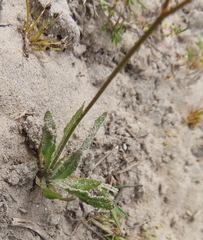 Wahlenbergia androsacea