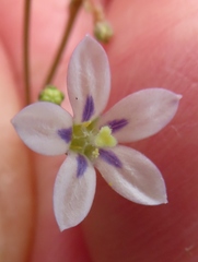 Wahlenbergia androsacea