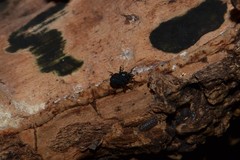 Nemastoma bimaculatum