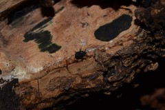 Nemastoma bimaculatum