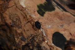 Nemastoma bimaculatum