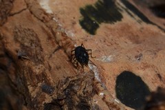 Nemastoma bimaculatum