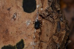 Nemastoma bimaculatum