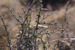 Tetraena chrysopteros