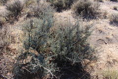 Tetraena chrysopteros