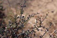 Tetraena chrysopteros