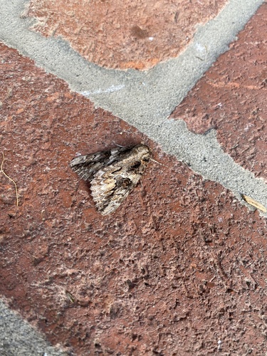 Irene's Underwing photo 4