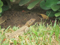 Agama