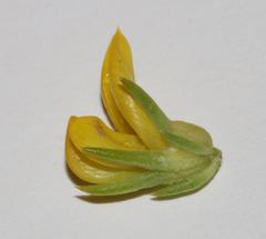 Aspalathus chrysantha