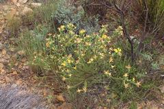 Aspalathus triquetra