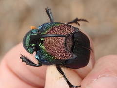 Phanaeus difformis