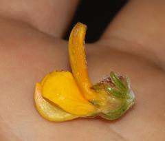 Aspalathus triquetra