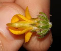 Aspalathus triquetra