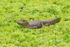 Caiman yacare