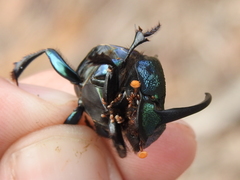 Phanaeus difformis