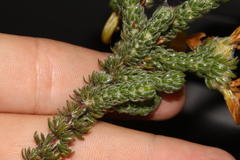 Aspalathus triquetra