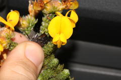 Aspalathus triquetra