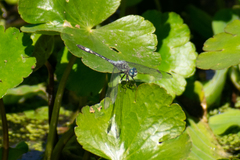 Micrathyria longifasciata