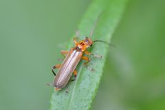 Metacantharis discoidea