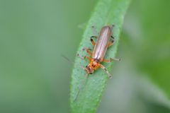 Metacantharis discoidea