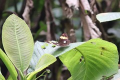 Adelpha leucophthalma