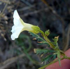 Ipomoea coptica image