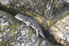 Sceloporus aureolus