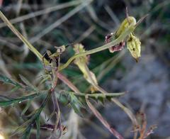 Ipomoea coptica image