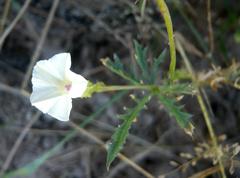 Ipomoea coptica image