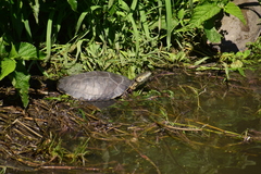 Phrynops hilarii