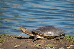 Phrynops hilarii