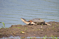 Phrynops hilarii