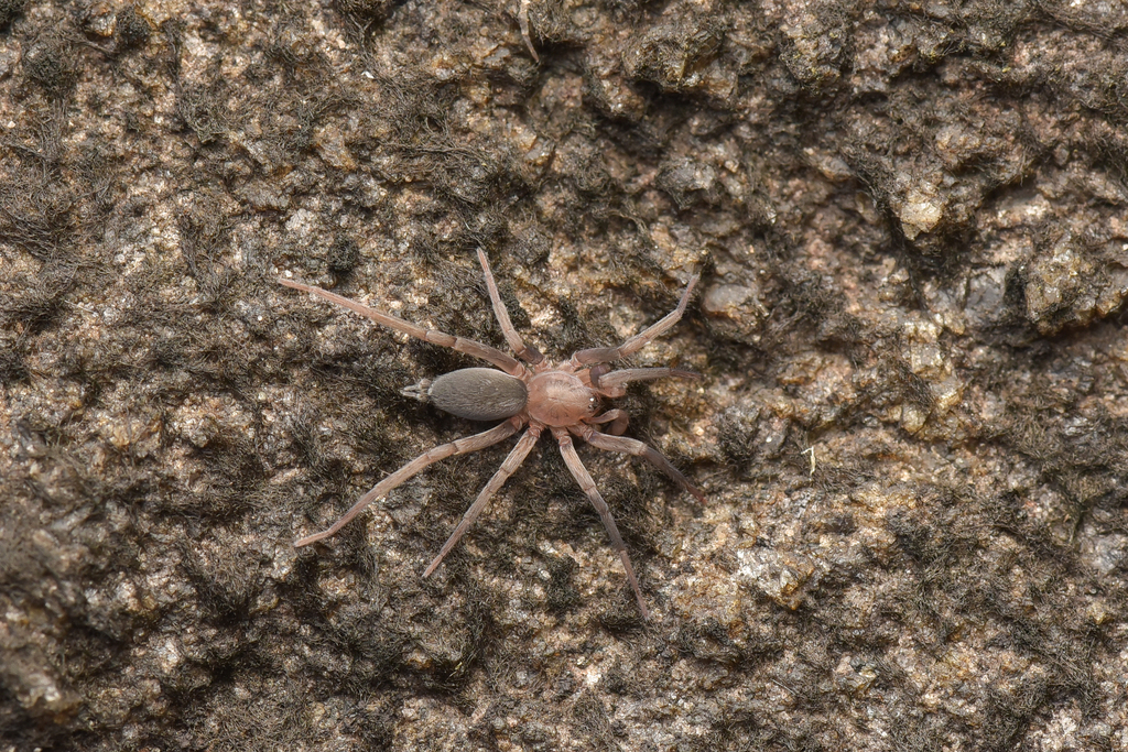 Palicanus caudatus