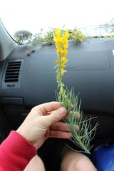 Lebeckia sepiaria