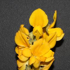 Lebeckia sepiaria