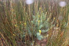 Lebeckia sepiaria